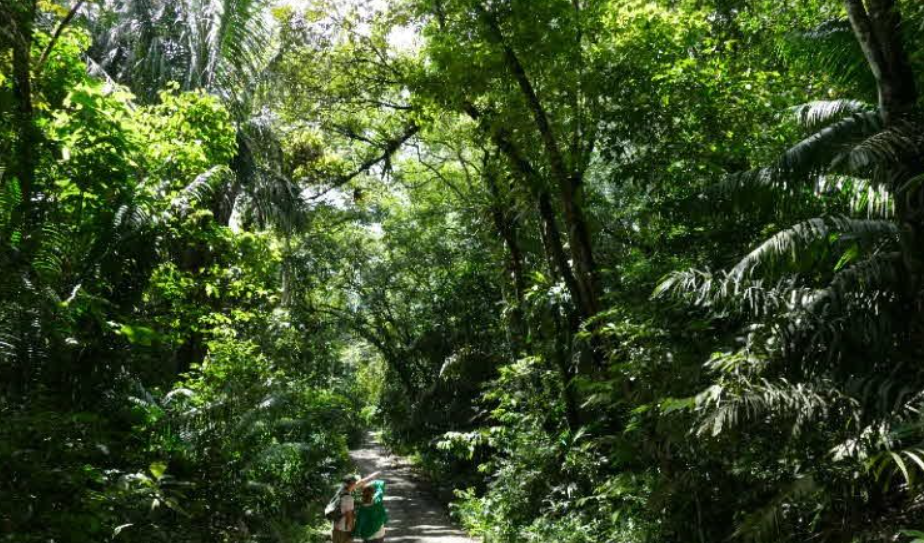 Soberanía National Park, Near Panama City, Panama